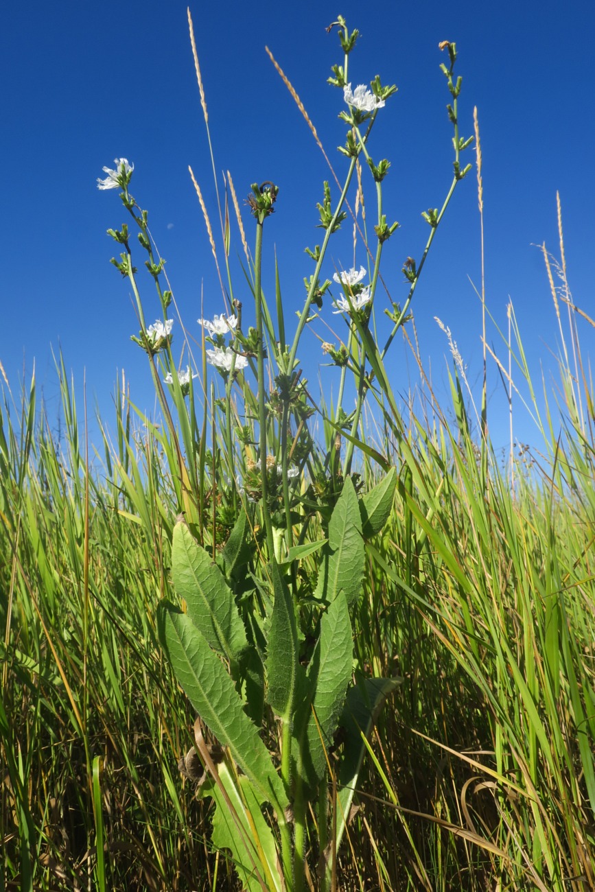 Изображение особи Cichorium intybus.