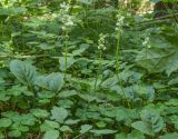 Pyrola minor