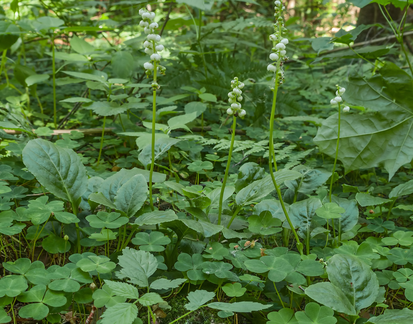 Изображение особи Pyrola minor.