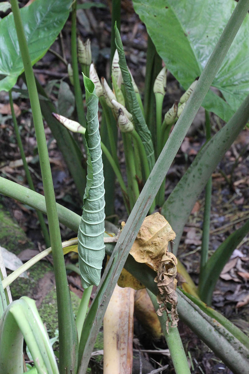 Image of Alocasia robusta specimen.