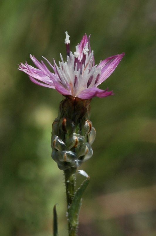 Image of Hyalea pulchella specimen.