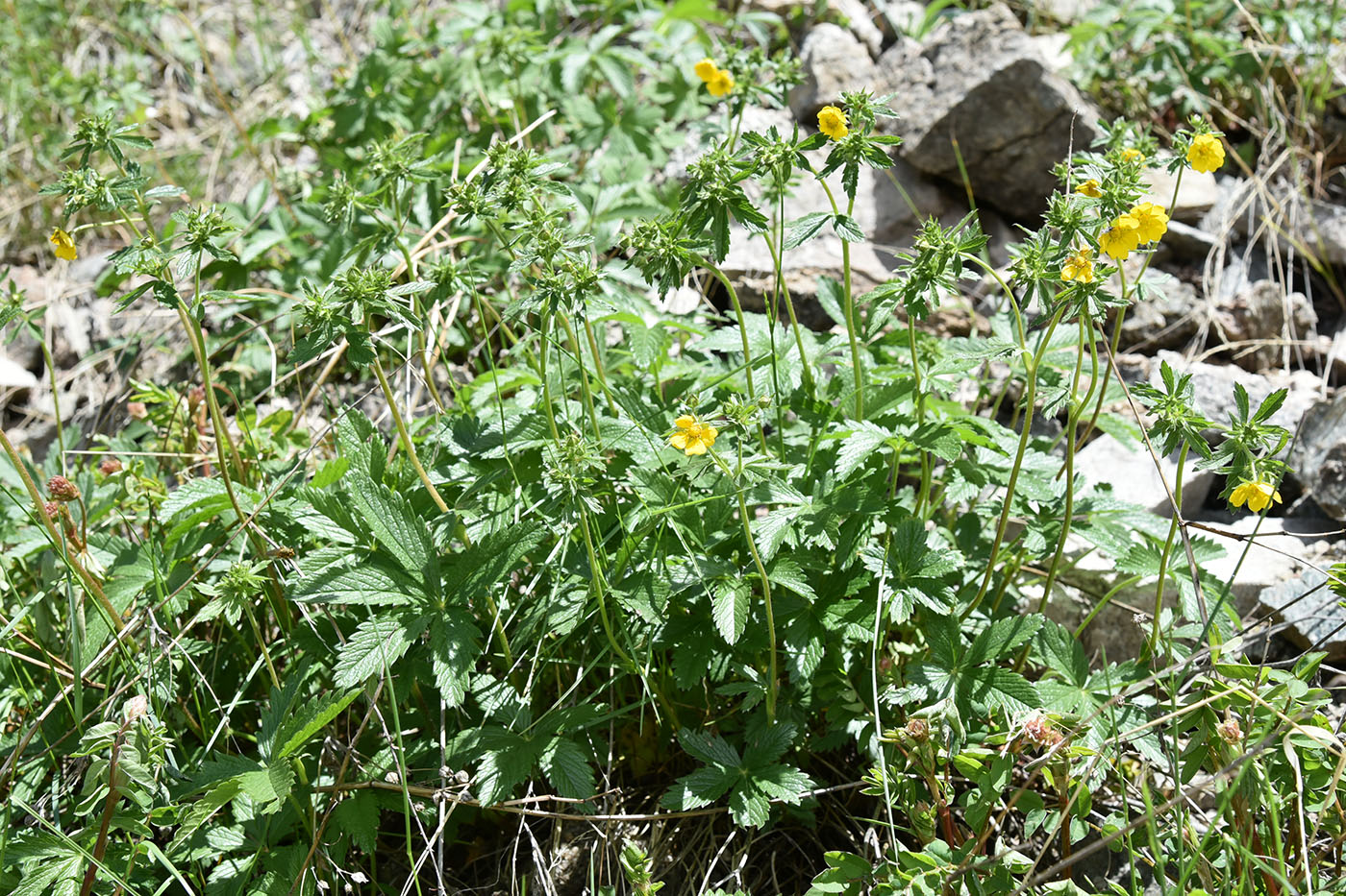 Image of Potentilla asiatica specimen.