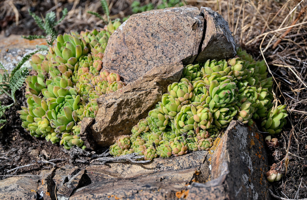 Image of Sempervivum transcaucasicum specimen.