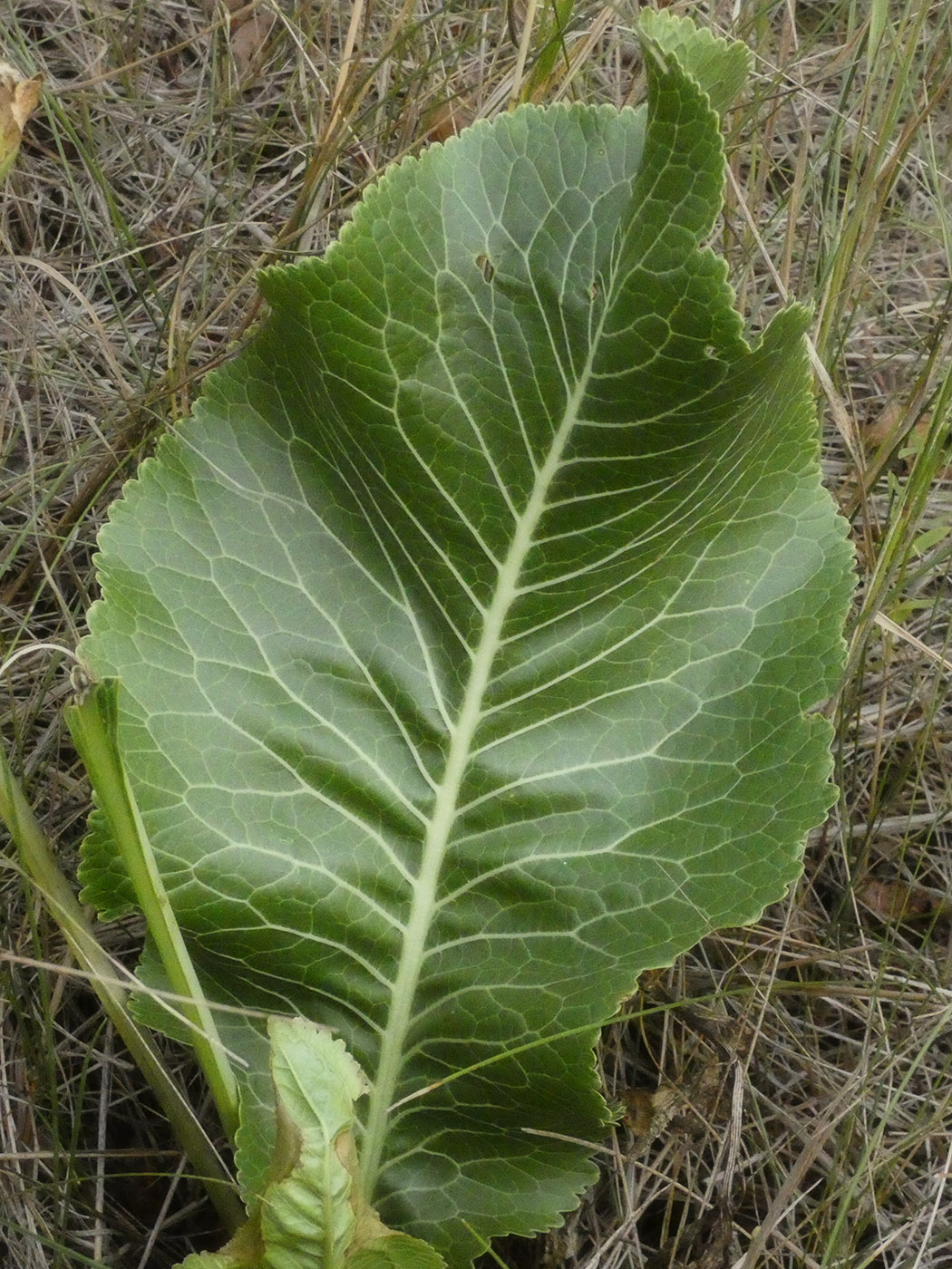 Image of Armoracia rusticana specimen.