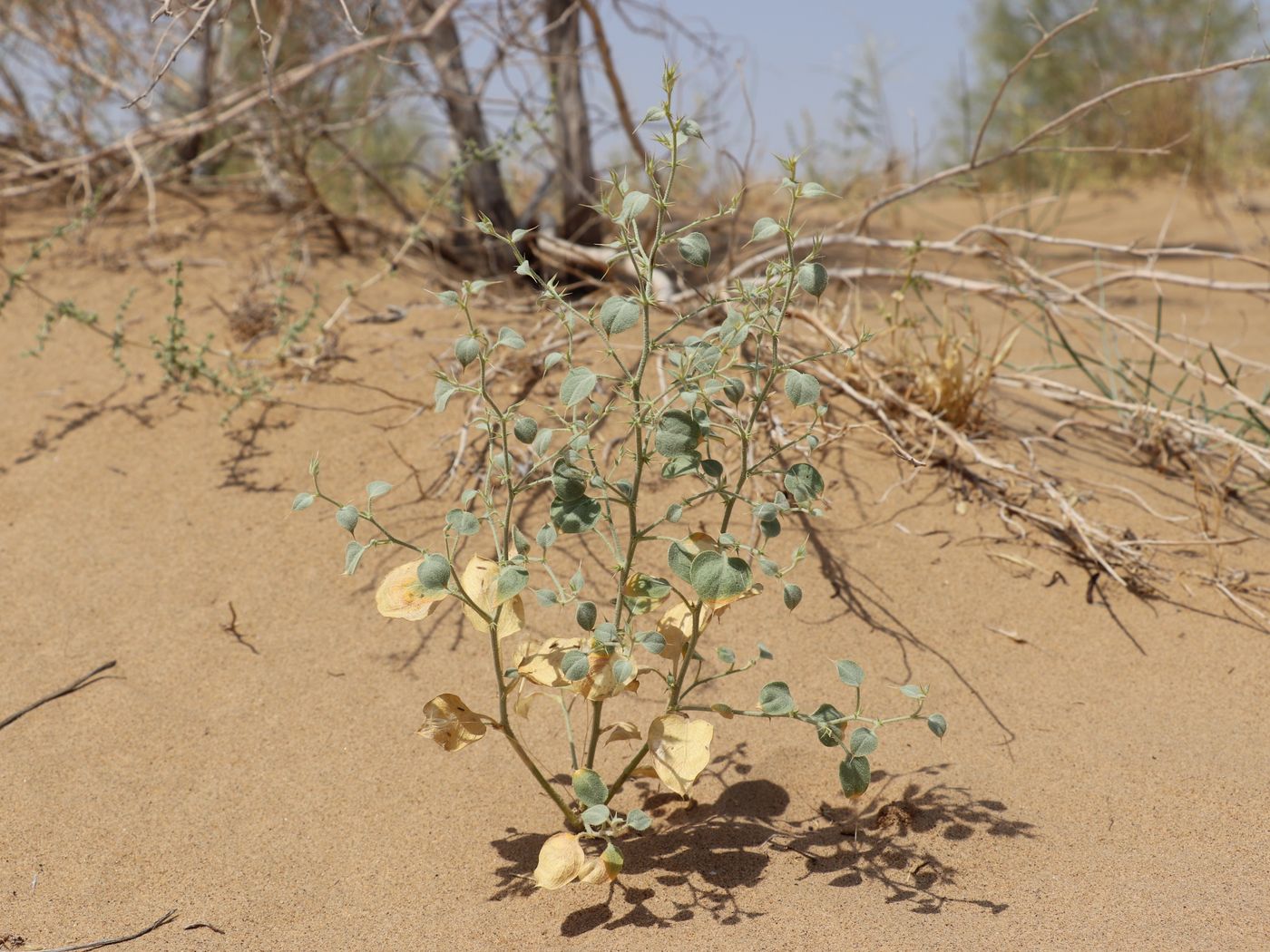 Изображение особи Agriophyllum latifolium.