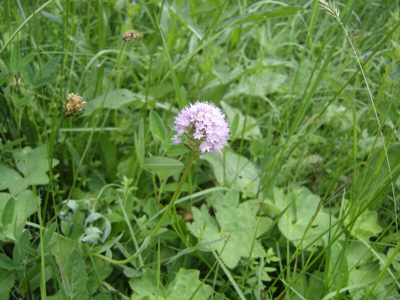 Image of Traunsteinera globosa specimen.