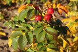 Rosa rugosa