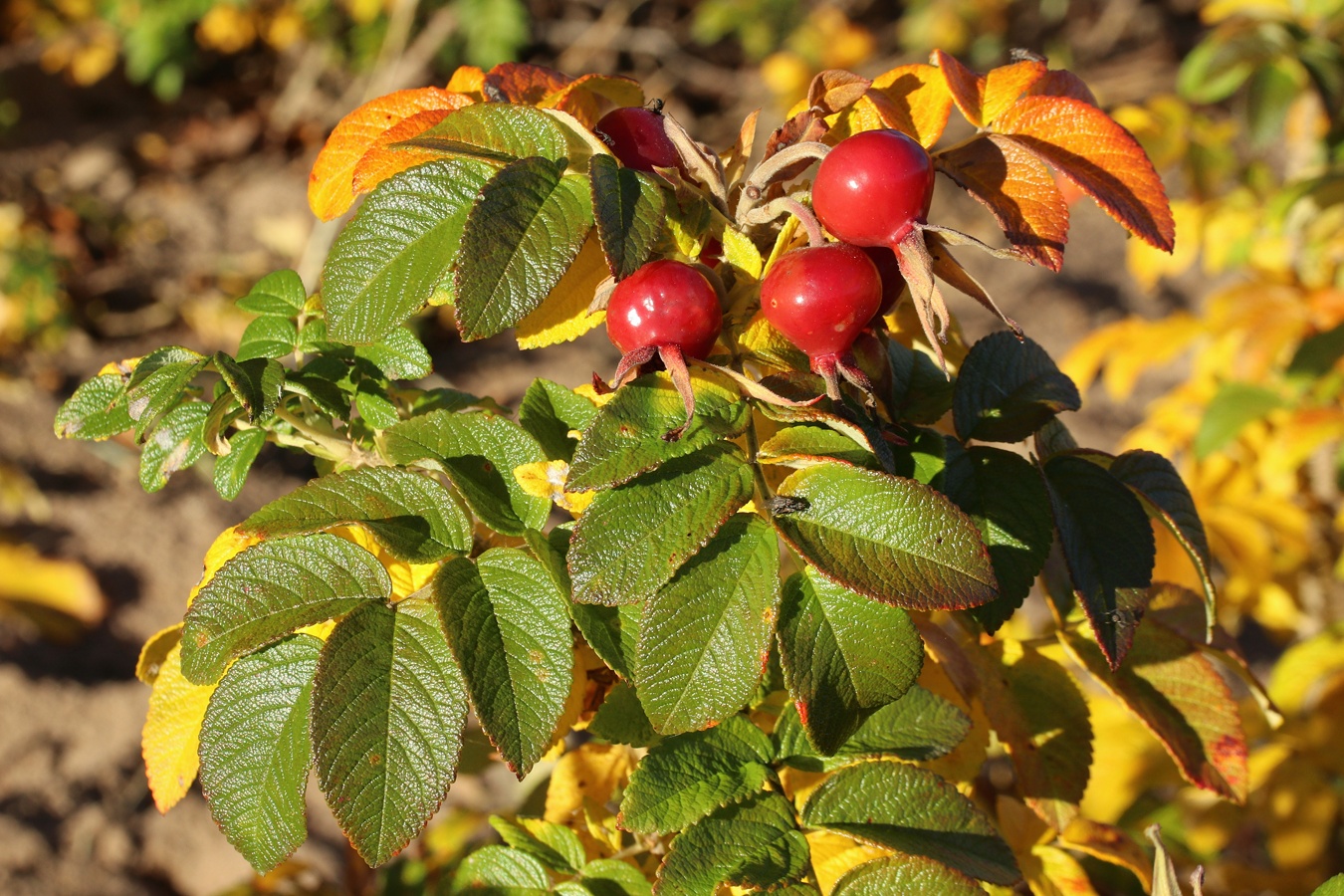 Image of Rosa rugosa specimen.