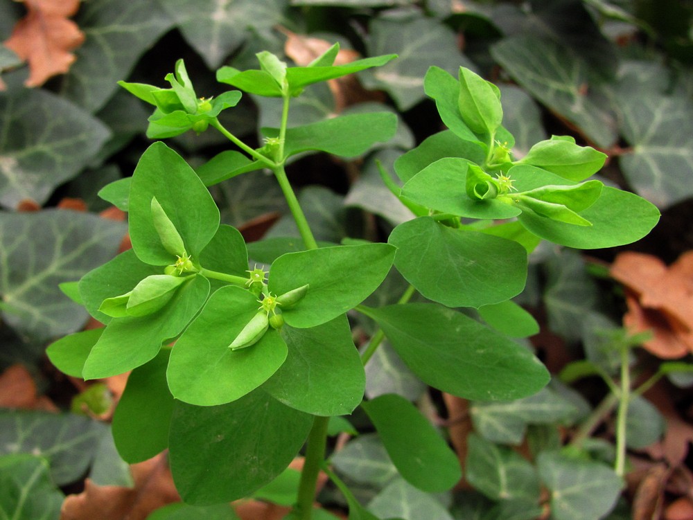 Изображение особи Euphorbia peplus.