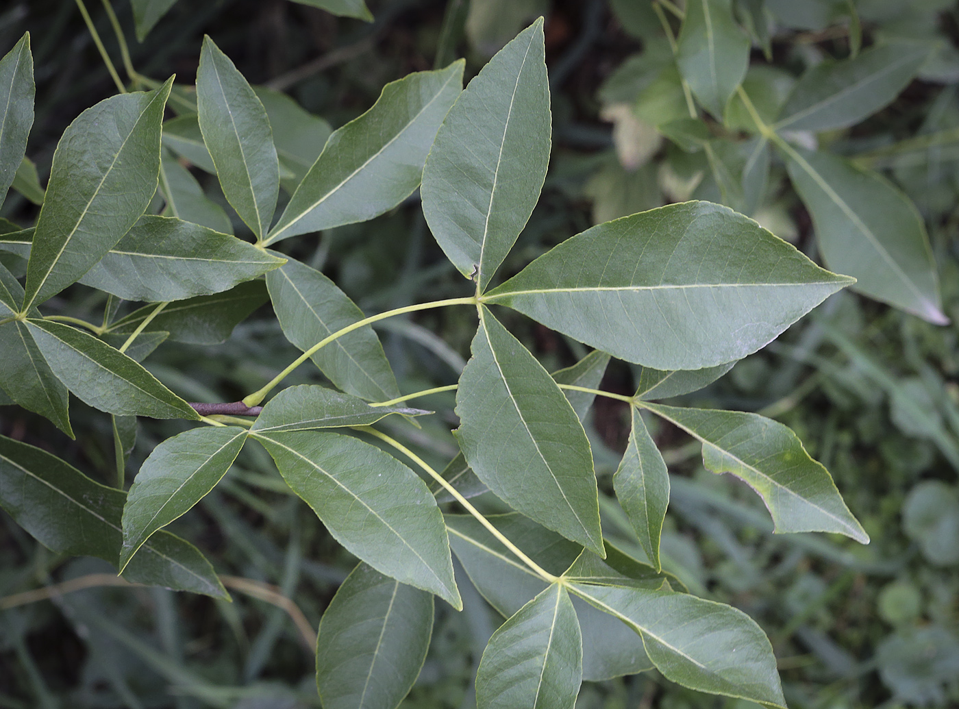 Изображение особи Ptelea trifoliata.