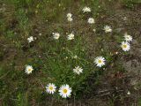 Leucanthemum vulgare