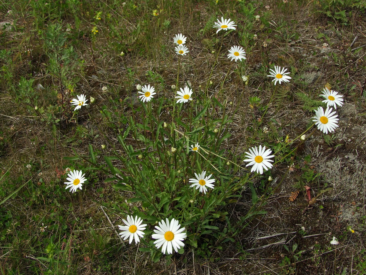 Image of Leucanthemum vulgare specimen.