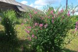 Lathyrus latifolius