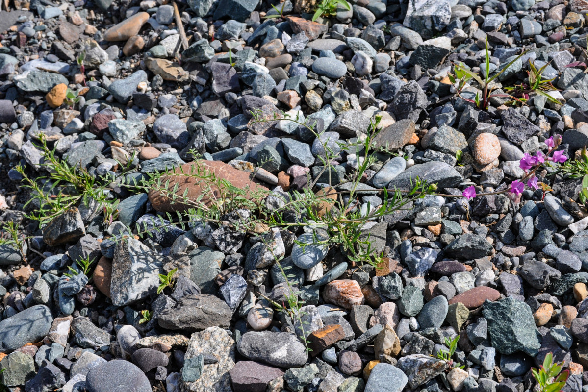 Изображение особи Oxytropis teres.