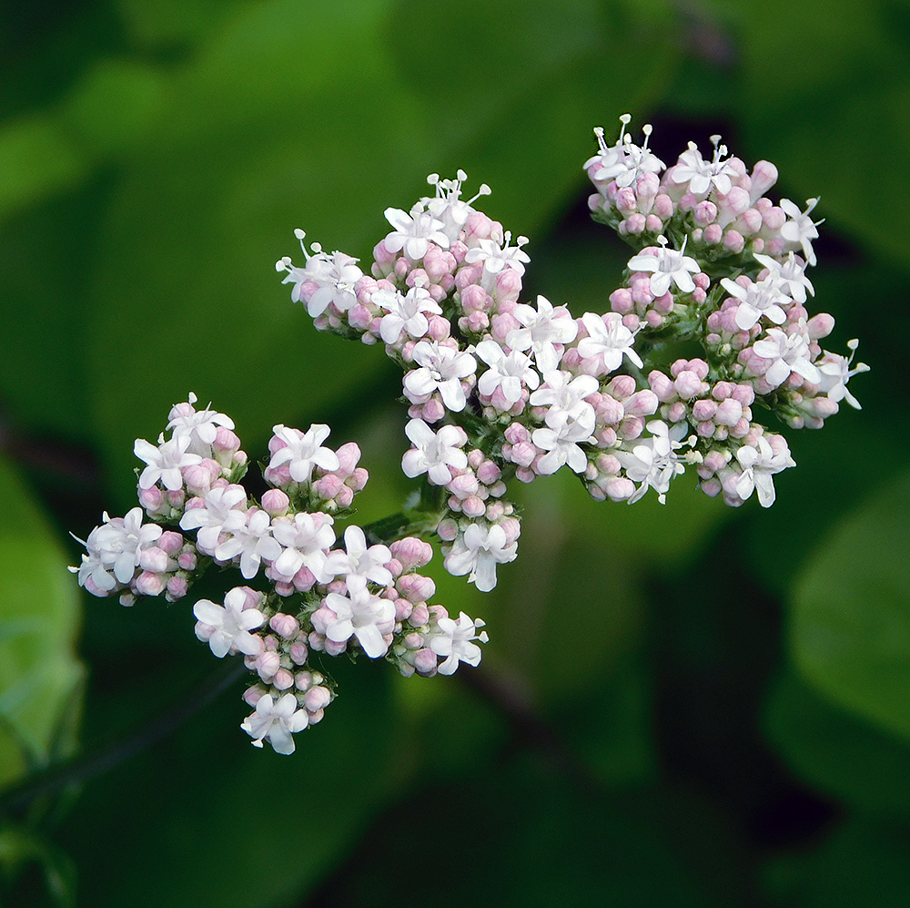 Изображение особи Valeriana rossica.
