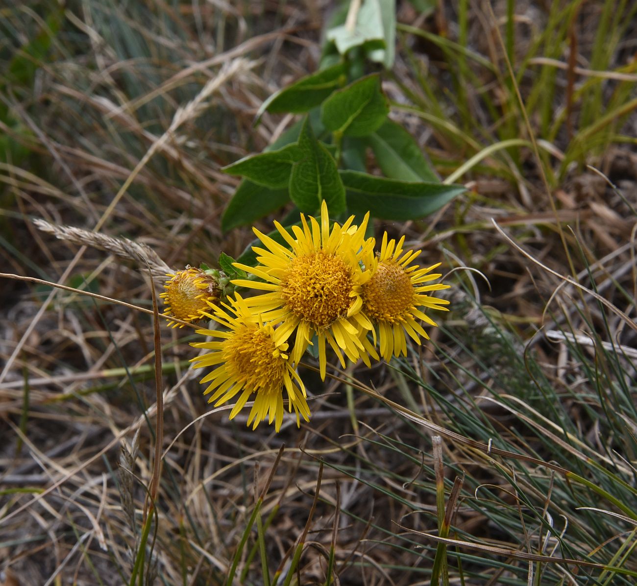 Изображение особи Inula aspera.