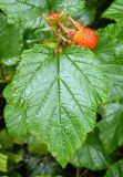 Rubus tricolor. Лист и спелый плод. Испания, Астурия, ботанический сад г. Хихо́н (Jardin Botanico Atlantico). Июль.