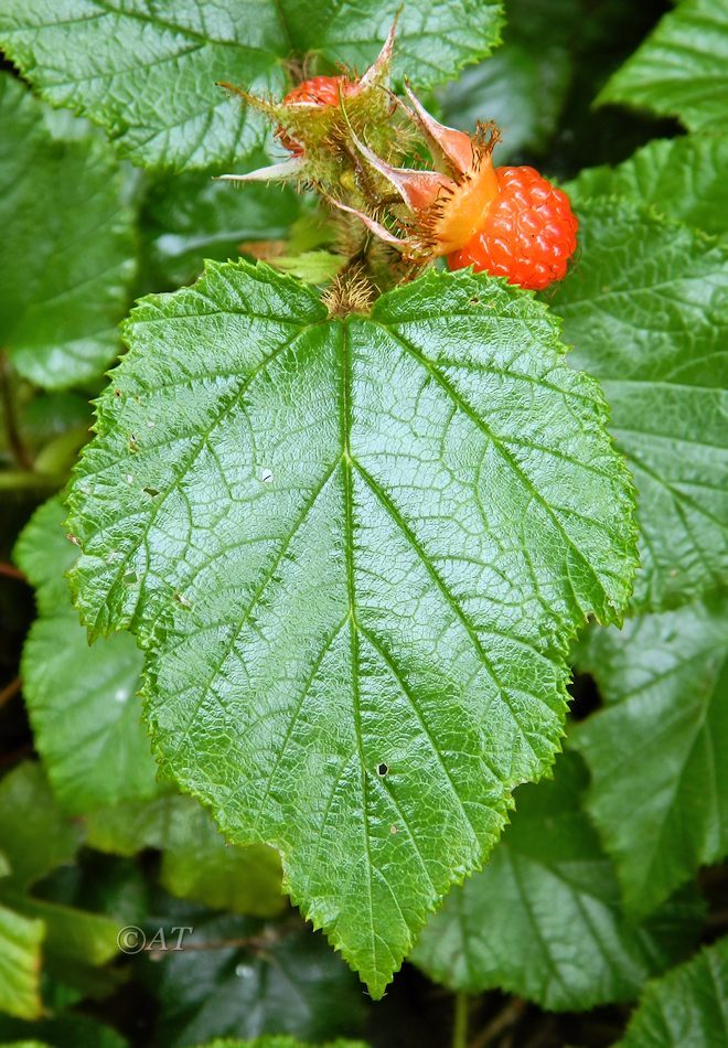 Image of Rubus tricolor specimen.