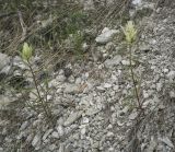 Castilleja pallida. Цветущие растения. Пермский край, Добрянский р-н, окр. с. Полазна, берег Камского водохранилища, обнажения гипса. 28.05.2023.