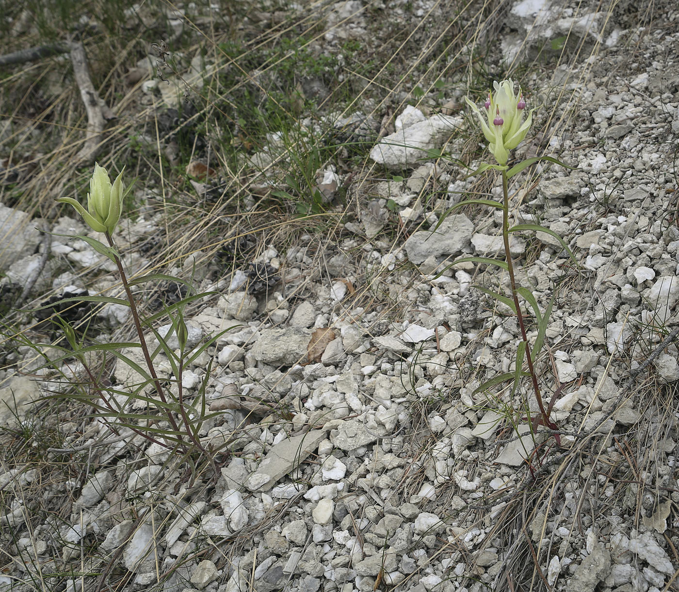 Image of Castilleja pallida specimen.