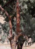 Casuarina equisetifolia. Часть ствола и кроны взрослого дерева. Египет, мухафаза Кена, г. Луксор, Карнакский храмовый комплекс, у развалин храма. 06.05.2023.