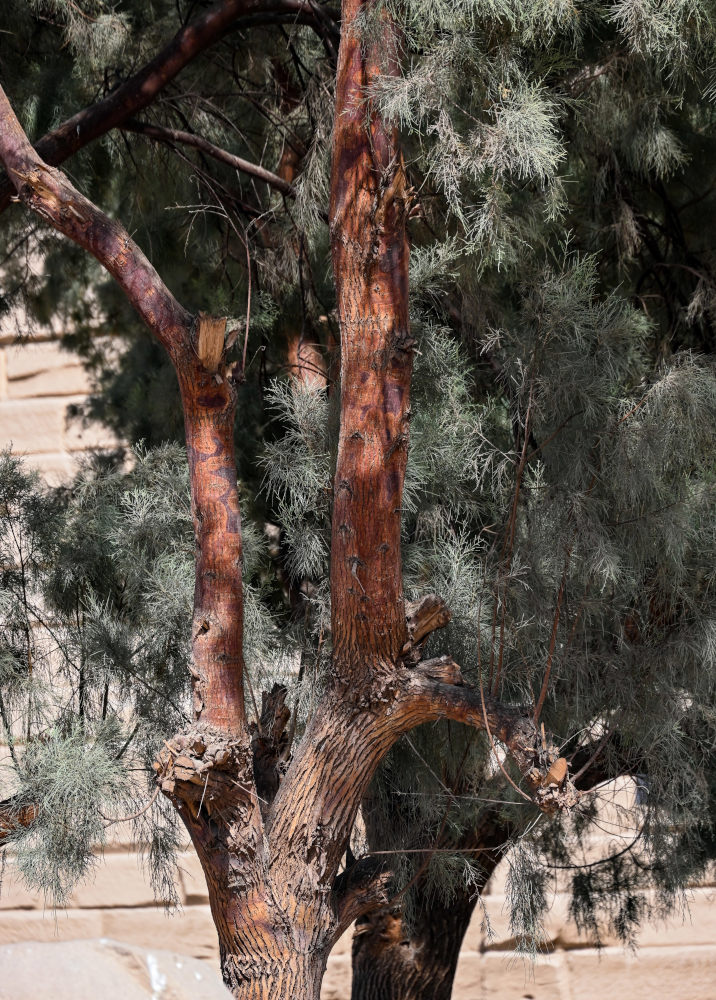 Image of Casuarina equisetifolia specimen.