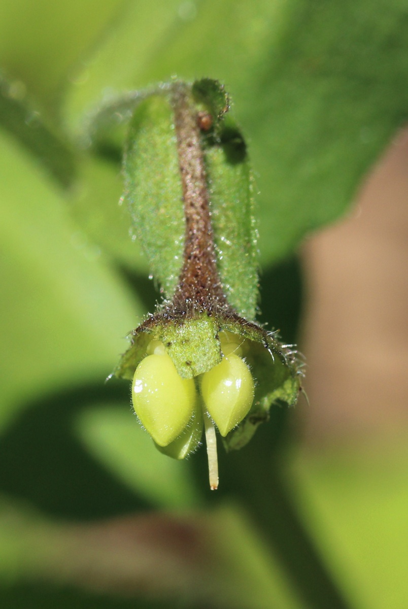 Image of Pulmonaria obscura specimen.