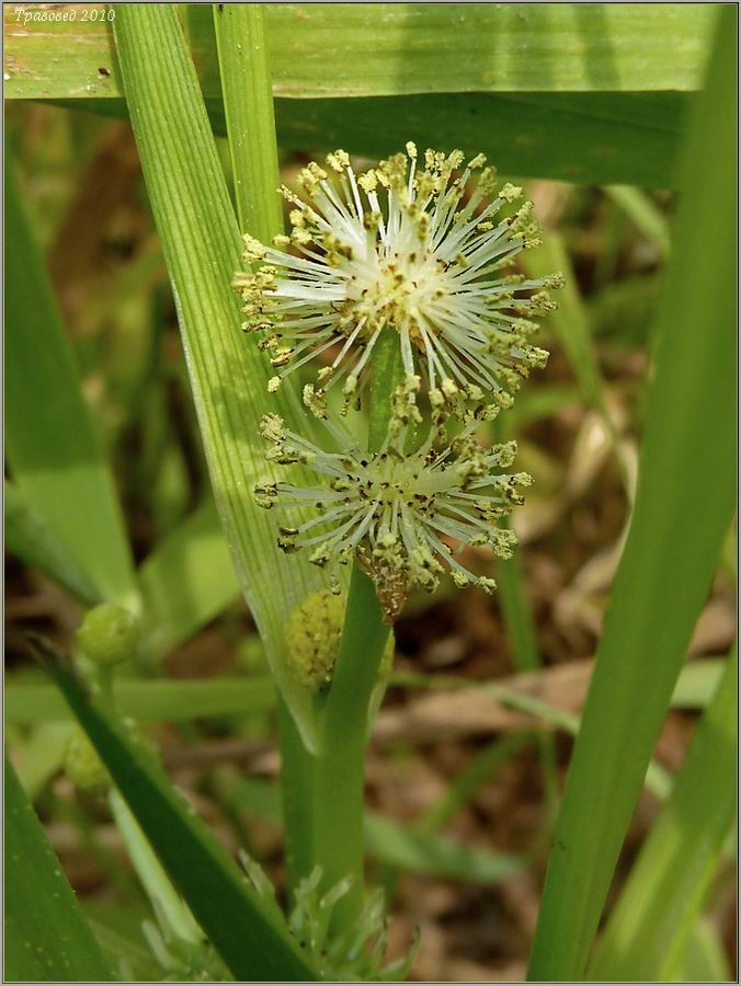 Image of Sparganium microcarpum specimen.