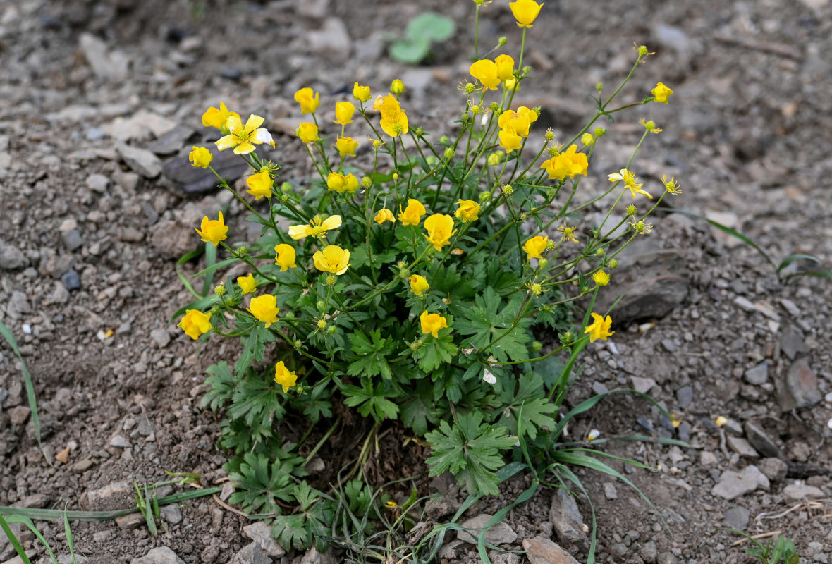 Изображение особи Ranunculus meyerianus.