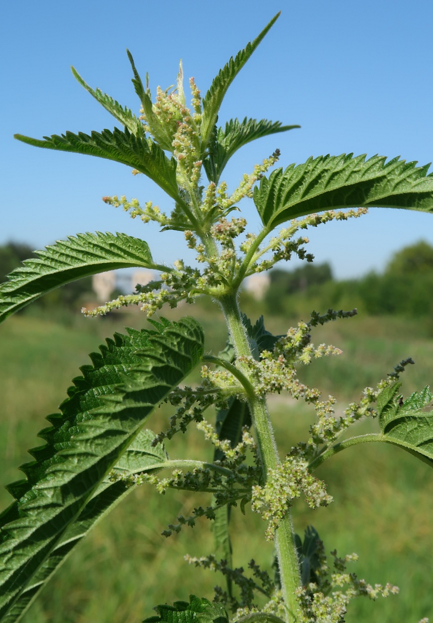 Image of Urtica galeopsifolia specimen.