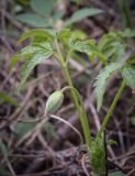 Atragene sibirica. Бутон и листья. Пермский край, г. Пермь, Дзержинский р-н, м-н Акуловский, смешанный лес. 13.05.2023.