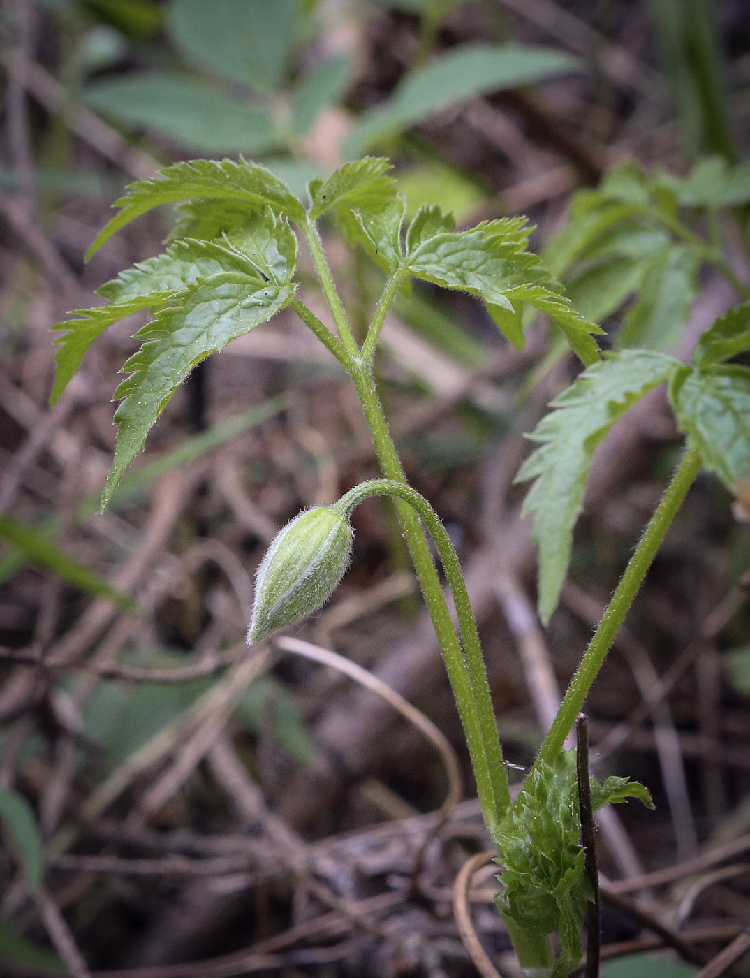 Изображение особи Atragene sibirica.