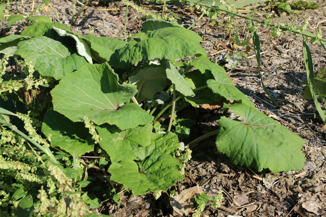 Image of Tussilago farfara specimen.