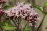 Eupatorium cannabinum. Общее соцветие с распустившимися корзинками. Псковская обл., г. Себеж, берег Себежского оз., на валунах под набережной. 29.07.2023.