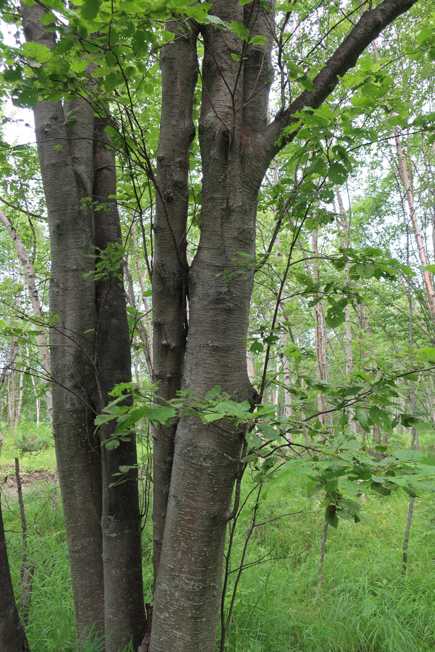 Изображение особи Alnus hirsuta.