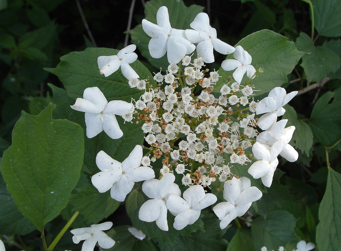 Image of Viburnum opulus specimen.