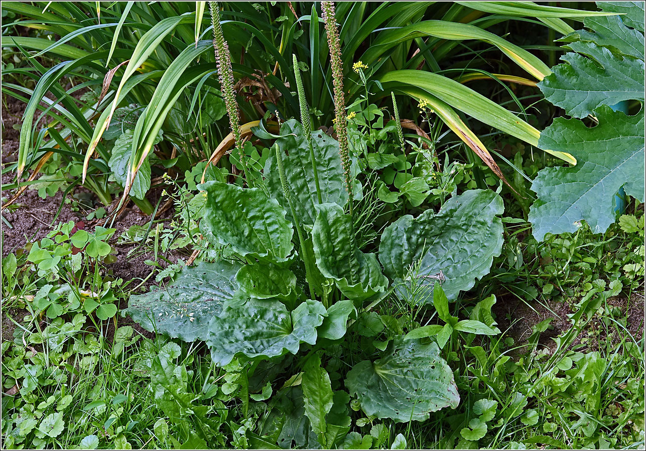 Изображение особи Plantago major.