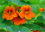 Tropaeolum majus. Цветки и листья. Московская обл., Раменский р-н, окр. дер. Хрипань, садовый участок. 28.07.2023.