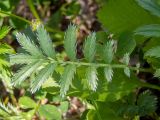 Potentilla anserina