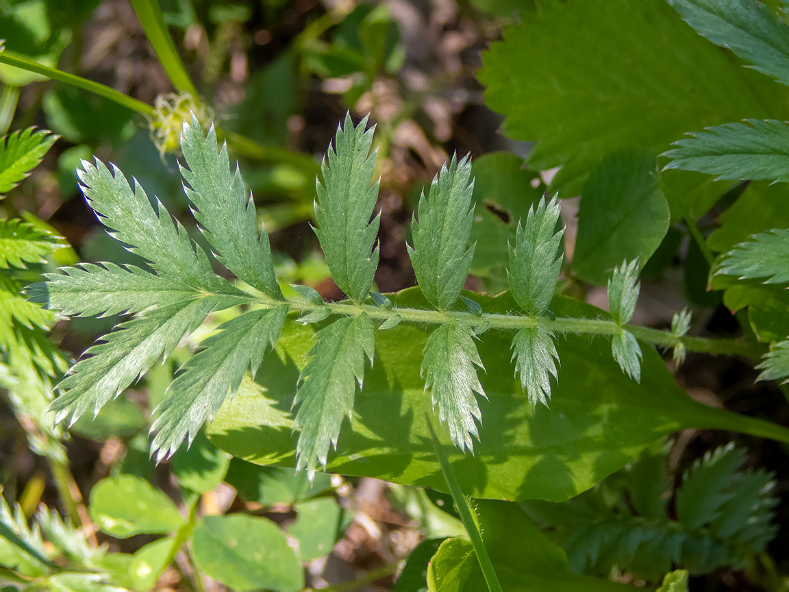 Изображение особи Potentilla anserina.