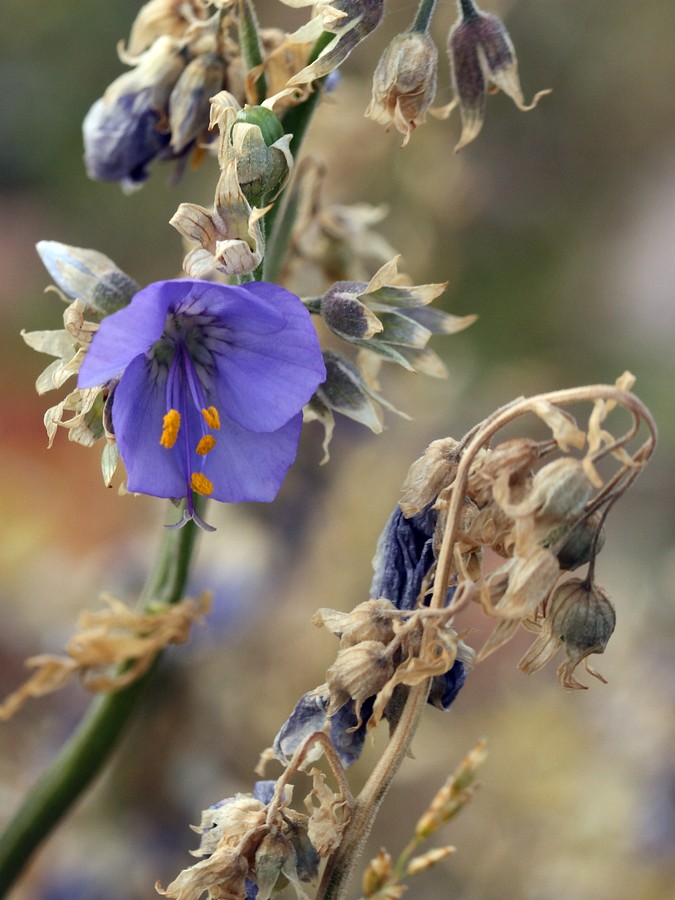 Image of Polemonium caeruleum specimen.