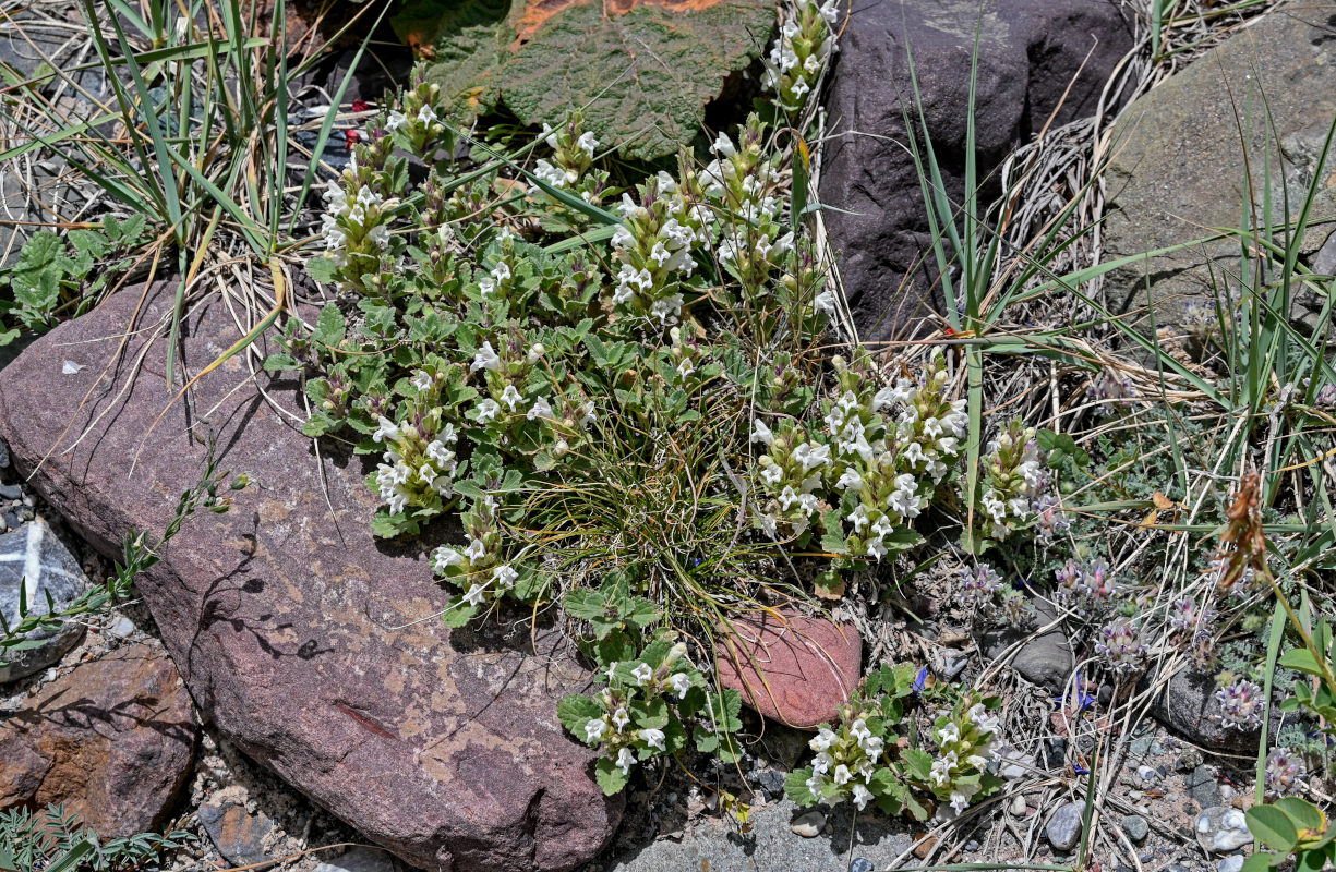 Изображение особи Dracocephalum heterophyllum.