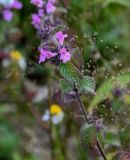 Clinopodium vulgare
