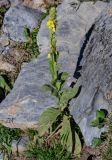 Verbascum thapsus. Цветущее растение. Киргизия, Джалал-Абадская обл., Западный Тянь-Шань, долина р. Кара-Суу, ≈ 2000 м н.у.м., каменистый склон. 14.07.2022.