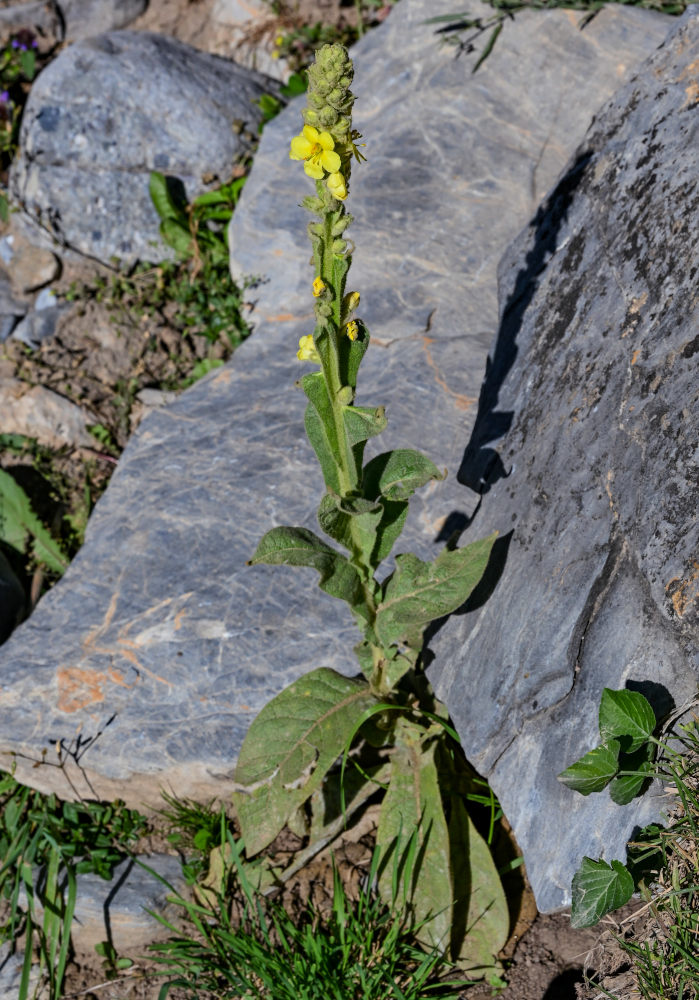 Изображение особи Verbascum thapsus.