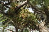 Dendrobium monophyllum. Заросли зацветающих растений. Вьетнам, провинция Ламдонг, г. Далат, отель-музей \"Crazy House\", на ветви Pinus. 06.09.2023.