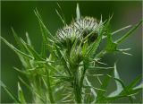 Cirsium vulgare