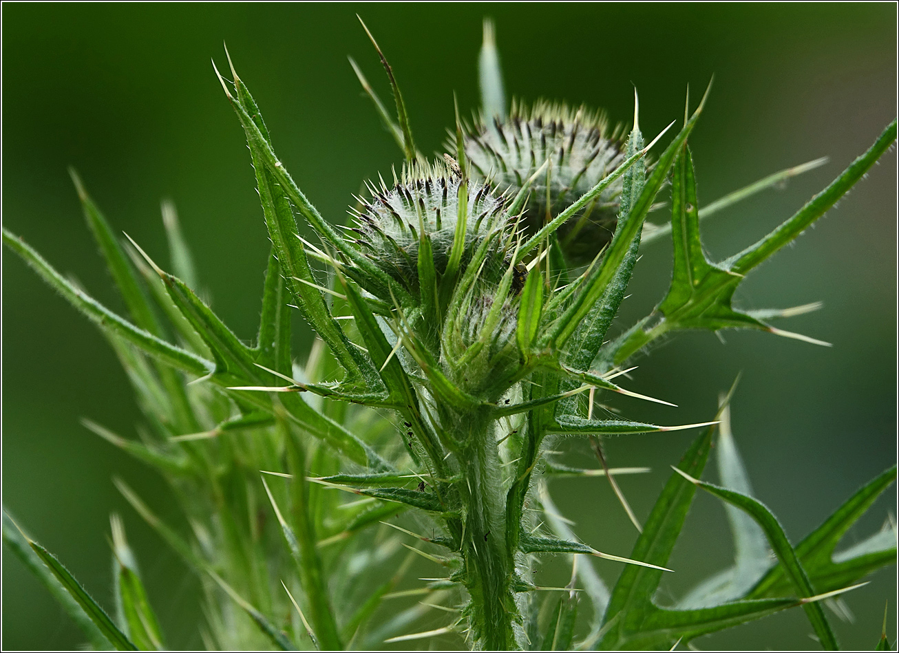 Изображение особи Cirsium vulgare.