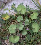 Geranium rotundifolium. Цветущее растение. Абхазия, Гагрский р-н, с. Лдзаа, пустырь. 11.04.2024.