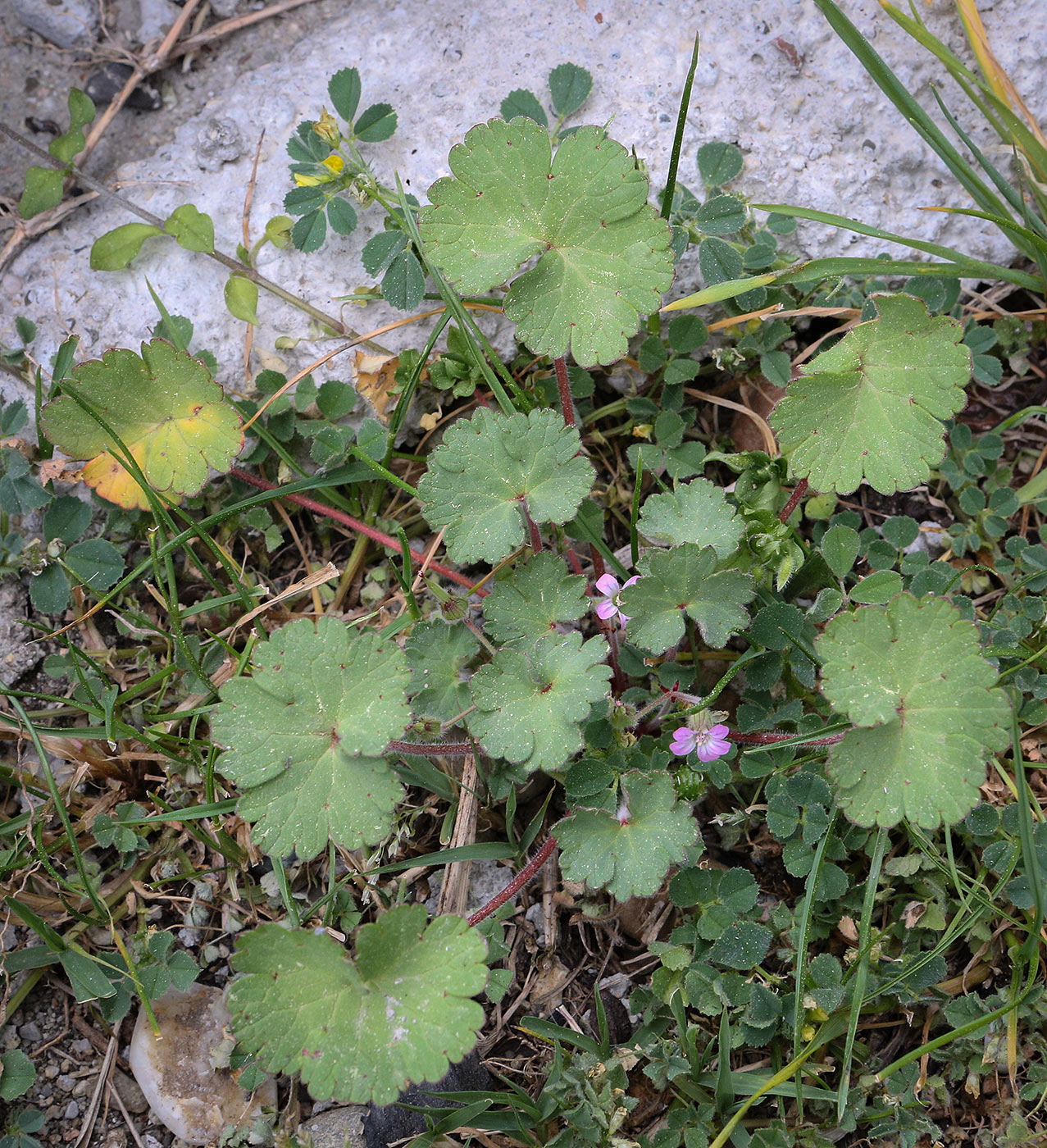 Image of Geranium rotundifolium specimen.